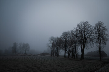 dark trees on a misty cloudy autumn day