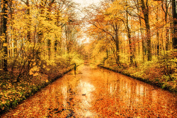 orange leafs floating water in forest the hague