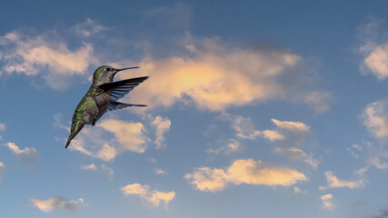 Anna's Hummingbird captured in flight