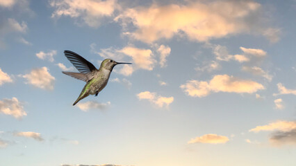 Anna's Hummingbird captured in flight