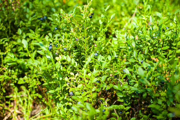Healthy organic food - wild blueberries, Vaccinium Myrtillus, growing in forest. Photo of wild berries on a green background in the forest on sunny summer day. Blueberries on a green bush. 