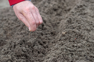 The old woman's hand was planting the seedlings in the dry soil.