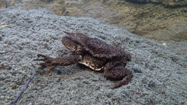 Common toad (Bufo bufo) lies at the muddy bottom of the pond.