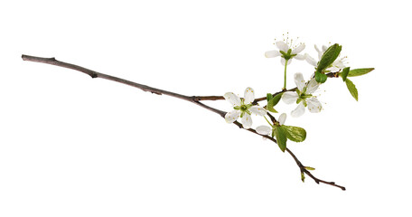 Spring twig with small green leaves and flowers of cherry isolated on white