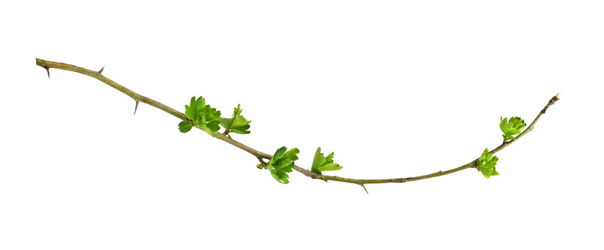 Spring twig with small green buds of leaves isolated