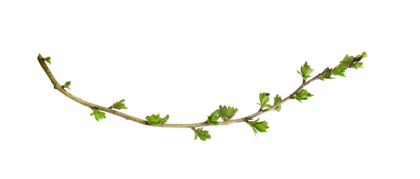 Spring twig with small green buds of leaves isolated