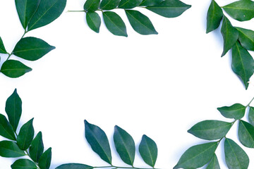 frame of green tree leaf