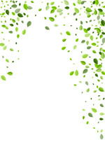 Green Leaves Forest Vector White Background.