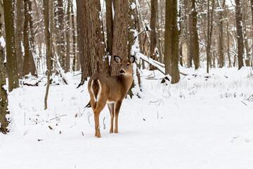 Obraz premium The White-tailed deer in the snowy forest 