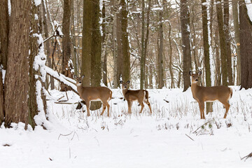 The White-tailed deer in the snowy forest 