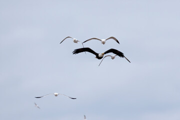 Bald eagle being chased by a seagull 