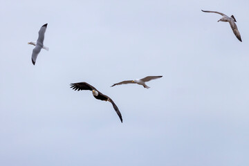 Bald eagle being chased by a seagull 
