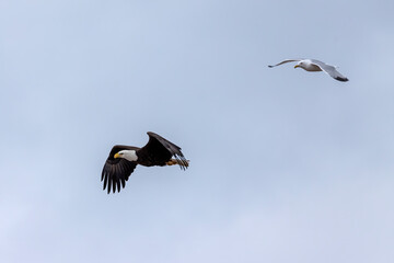 Bald eagle being chased by a seagull 