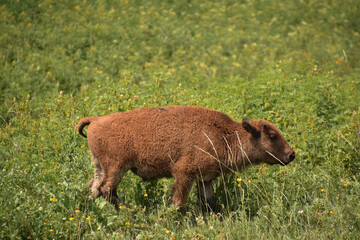 Baby American Bison Calf in Tall Grass in the Summer