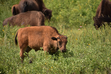 Grazing American Buffalo Calf in a Grass Field
