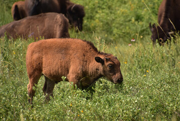 Fototapeta premium Young Fuzzy Bison Calf in Tall Grass