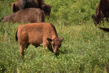 Grazing American Buffalo Calf in a Grassy Field