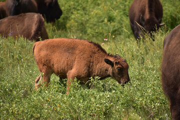 Roaming Baby Bison in a Grass Meadow