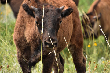 Fototapeta premium American Buffalo Calf Looking Cute as Can Be