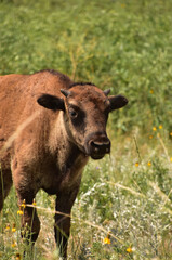 Naklejka na ściany i meble American Buffalo Calf in a Grass Field
