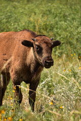 Naklejka na ściany i meble Bison Calf with Small Horns Standing in a Field