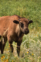 Naklejka na ściany i meble Grazing Young Bison Calf in the Summer