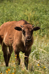 Naklejka na ściany i meble Stunning Young Bison Calf in a Field