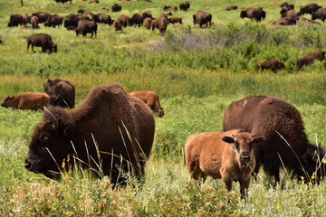Herd of Bison in a Field with Tall Grass
