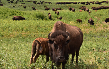 Herd of American Buffalo and Buffalo Families