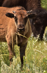 Looking into the Face of a Bison Calf