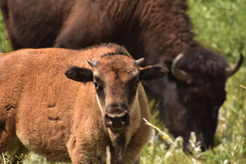 Direct Look into a Bison Calf's Face