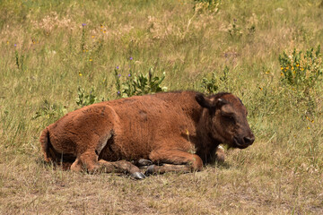 Bison Calf Resting in Rural South Dakota