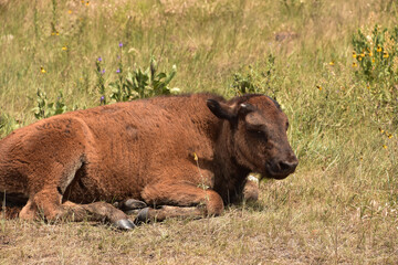 Fototapeta premium Droswy Bison Calf Laying Down in a Field