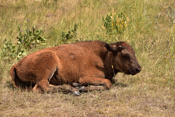Bison Calf Resting on the Prairie in South Dakota