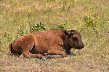 Fuzzy Young Bison Calf Laying Down in a Field