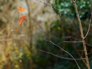 A final few brightly-coloured, autumnal leaves cling on to the twig of an otherwise bare bush in a...