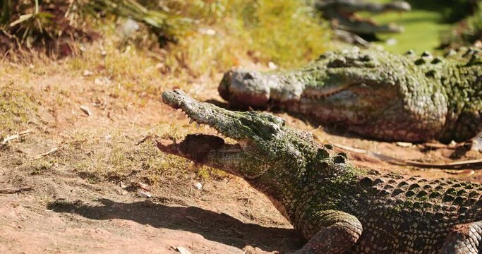 Wild Saltwater crocodile eating remains of prey in northern territory, Kakadu