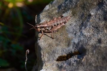 Gewöhnliche Gebirgsschrecke (Podisma pedestris)