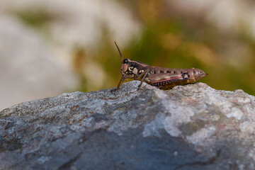 Gewöhnliche Gebirgsschrecke (Podisma pedestris)