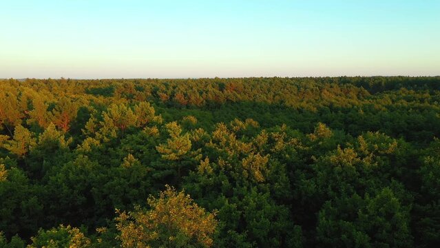 Tops of pine trees from a bird's eye view in the evening light. Filmed in UHD 4k video.