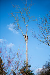 Tree climber felling a tree 