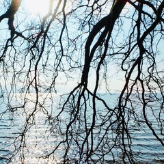 Blick durch kahle Äste eines großen Baumes auf den Bodensee bei Sonnenschein