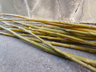 Beautiful thin yellow-green (olive-colored) cut willow branches (Salix shoots) lie on the stone porch before starting to work on weaving handmade products.