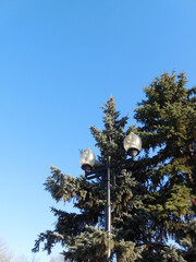 A tall antique street lamp on the background of a tall fir tree and a bright blue sky.