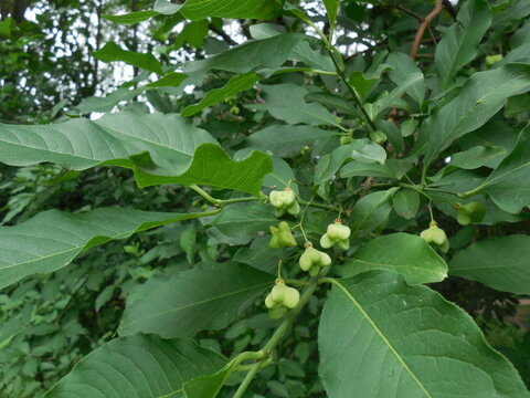 Green unripe fruits (berries) of the beresklet shrub (Euonymus) in summer against the background of leaves.
