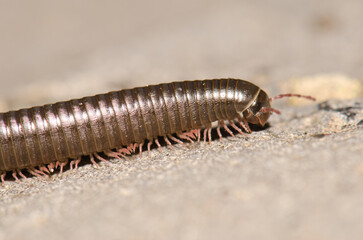 Portuguese millipede Ommatoiulus moreleti in Santa Cruz de La Palma. La Palma. Canary Islands. Spain.
