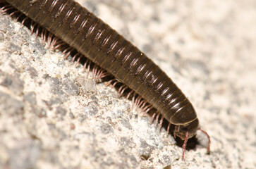 Portuguese millipede Ommatoiulus moreleti in Santa Cruz de La Palma. La Palma. Canary Islands. Spain.