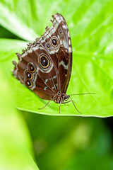 Naklejka na ściany i meble Papillon Caligo Martia sur une feuille