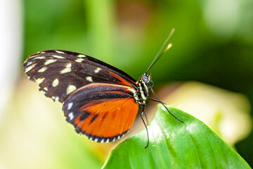Fototapeta na wymiar Papillon Heliconius hecale sur une feuille 