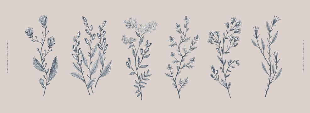 Big set of curly flowers. Wild herbs vector illustration. Floral design element for greeting card, poster, cover, invitation. Botanical retro image for a garden background.